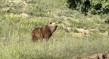 Yozgat'ta ayılar, o köyü mesken tuttu