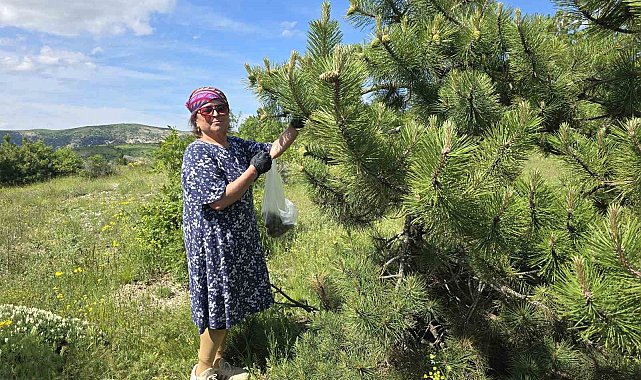 Yozgat'ta kozalağın reçeli ve sirkesinden sonra şimdi de turşusu yapıldı