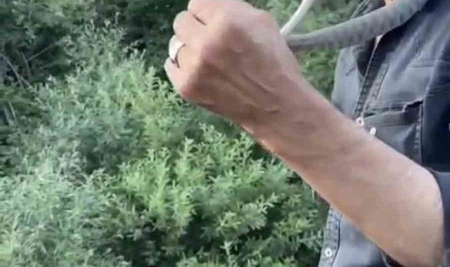 Zehirli engerek yılanını yakalayıp boynuna doladı: "Benim yaptığımı yapmayın"