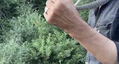 Zehirli engerek yılanını yakalayıp boynuna doladı: "Benim yaptığımı yapmayın"