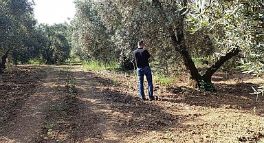Zeytin sineğine karşı entegre mücadele çalışmaları hız kesmeden devam ediyor