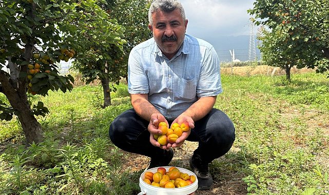 Ziraat mühendisinin tavsiyesiyle diktiği kayısıdan 6 yıldır ürün alıyor