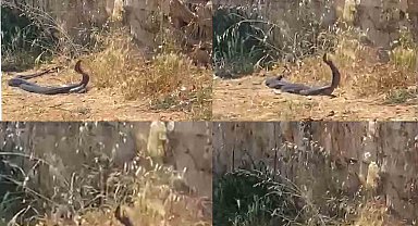 2 metrelik yılanların dansını kedi izledi