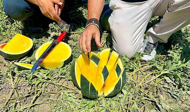 'Tropical Sunshine' üreticinin yüzünü güldürüyor