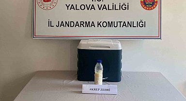 5 milyon dolarlık akrep zehri Yalova'da yakalandı