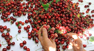 ABD ve Avrupa kirazda bu aromayı özellikle istiyor