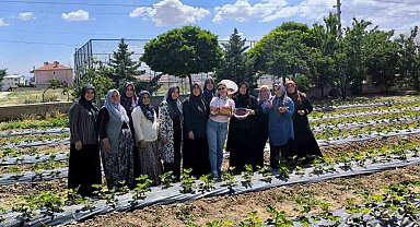 ADEM projesinde ilk çilek hasadı yapıldı