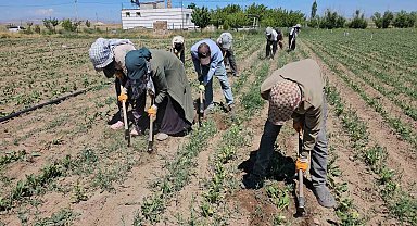 Adilcevaz'da kavurucu sıcakta ekmek parası mücadelesi