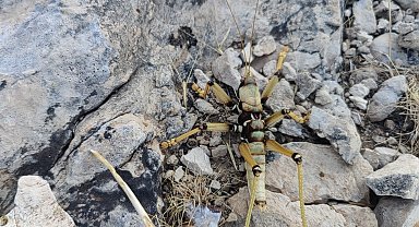 Adıyaman'da 15 santimetrelik çekirge şaşırttı