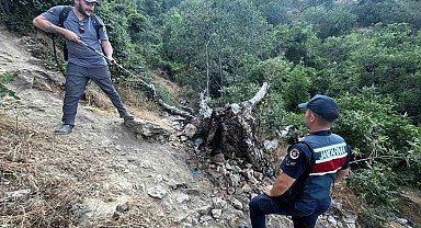 Ağaç yangını korkuttu