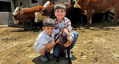 Ağrı'da damızlık desteğiyle kırmızı et üretimi güçleniyor