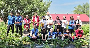 Ağrılı gönüllü gençlerden çilek hasadına destek