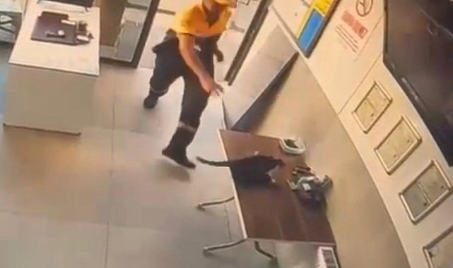 Akaryakıt istasyonunda kedinin saldırdığı kargayı görevli kurtardı