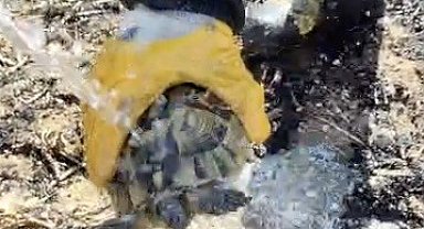 Alevler arasında kalan kaplumbağayı itfaiye ekipleri suyla serinletti