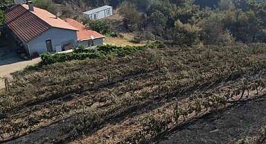 Alevler yılların emeğini kül etti...300 dönüm üzüm bağı ve tesis de küle döndü