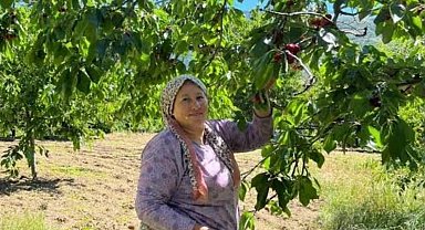 Andırın'da Çığşar kirazında hasat başladı