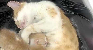 Anne kedi yavrularıyla Sosyal Yardımlaşma Vakfı'na sığındı