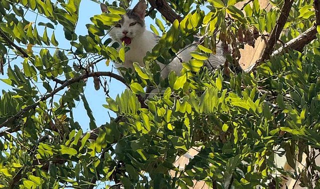 Antalya'da ağaçtan inemeyen kedi vinç yardımıyla kurtarıldı