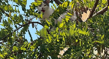 Antalya'da ağaçtan inemeyen kedi vinç yardımıyla kurtarıldı