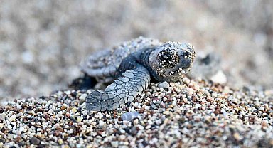 Antalya'da caretta caretta yavruları denizle buluştu