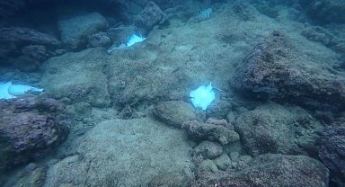 Antalya'da deniz dibinde çok sayıda ölü vatoz görüntülendi