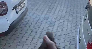 Apartman boşluğuna düşen sığırcık kurtarıldı