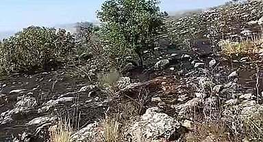 Araban'da fıstıklık ve otluk alanda yangın