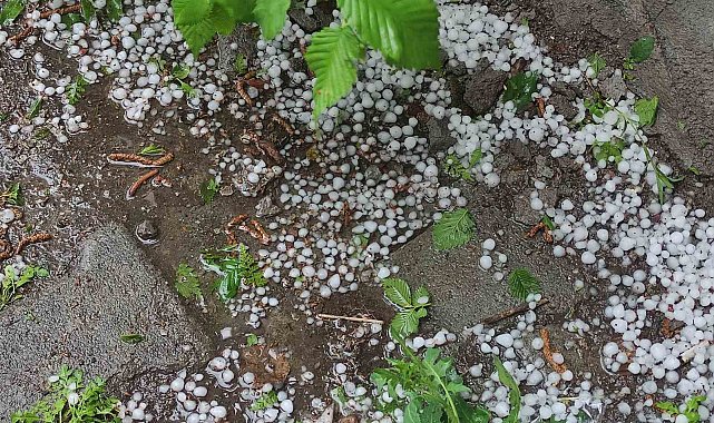 Ardahan'da sağanak ve dolu yağışı tarım arazilerine zarar verdi