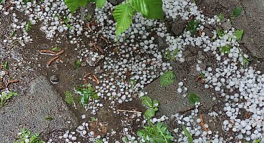 Ardahan'da sağanak ve dolu yağışı tarım arazilerine zarar verdi