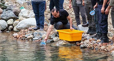 Artvin'de 30 bin kırmızı benekli alabalık yavrusu derelerle buluştu