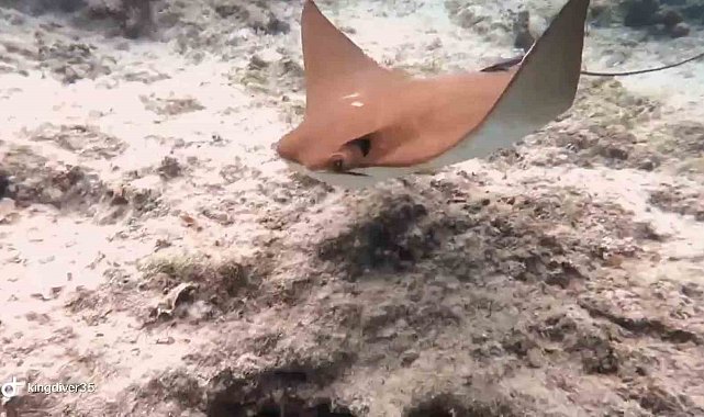 Atlantik kökenli inek burunlu vatoz Akdeniz'de ilk kez görüntülendi