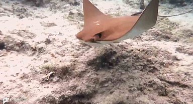 Atlantik kökenli inek burunlu vatoz Akdeniz'de ilk kez görüntülendi