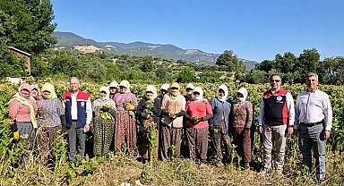 Aydın'da tütün üretiminin merkezi Karacasu'da kırım başladı