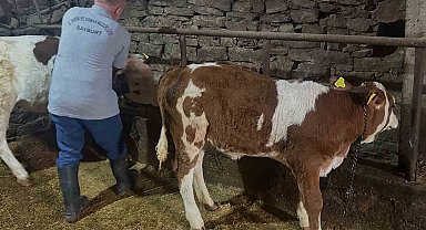 Aydıntepe'de 6 köyde daha buzağı küpeleme ve aşılama çalışmaları tamamlandı