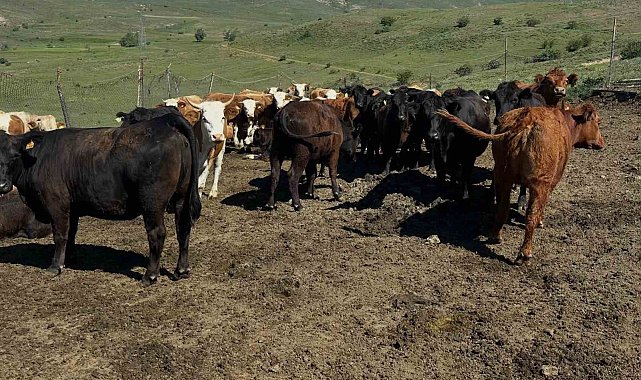 Aydıntepe'de ithal besilik sığırlarda karantina ve sağlık kontrolleri yapılıyor