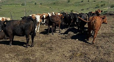 Aydıntepe'de ithal besilik sığırlarda karantina ve sağlık kontrolleri yapılıyor