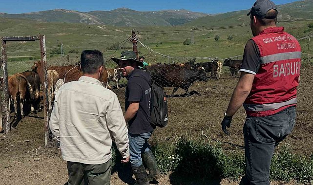 Aydıntepe'de üreticiye 15 ithal angus düve teslim edildi