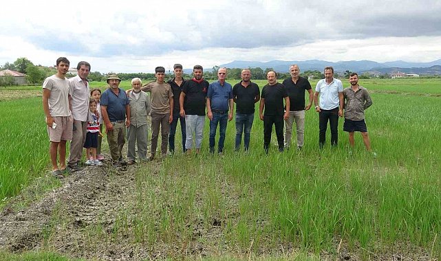 Bafralı çeltik üreticileri: "Ekinlerimiz yanıyor"