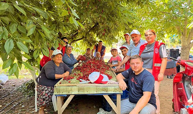 Bayındırlı gençler kiraz hasadına katıldı, üreticilere destek verdi