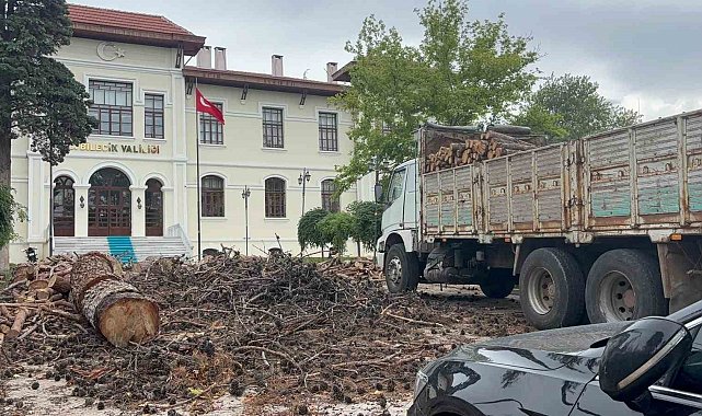 Bilecik Valiliği bahçesindeki dev çam ağaçları kesildi