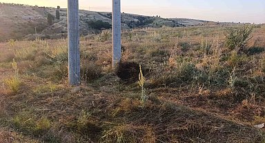 Bilecik'te elektrik akımına kapılan kuş yangına sebep oldu