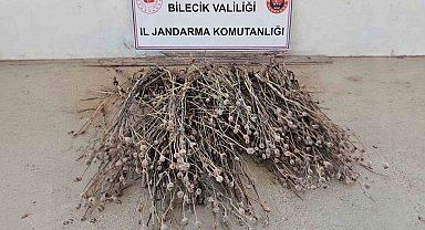 Bilecik'te izinsiz ekilen 136 kök haşhaş ele geçirildi