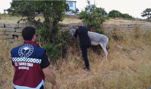 Bingöl'de 68 başıboş hayvan toplandı