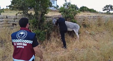 Bingöl'de 68 başıboş hayvan toplandı