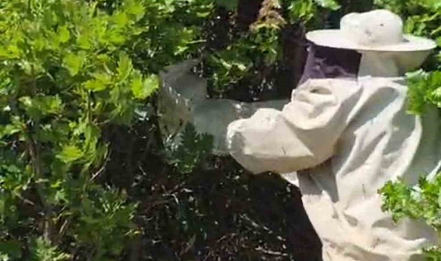 Bingöl'de kovandan firar eden binlerce arı meşe ağacına oğul verdi