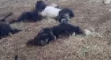 Bitlis'te yıldırım faciası: Onlarca küçükbaş hayvan telef oldu