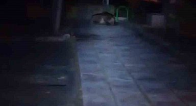 Bolu'da çocuk parkına ayı girdi