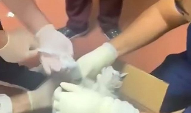 Bu kez hastaya değil, kediye müdahale
