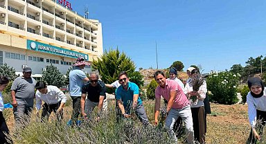 Burhaniye'de "Lavanta Kokulu Okul" da hasat heyecanı