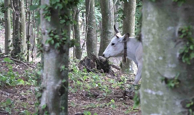 Bursa'nın 'özgür kurbanlıkları' dağlarda büyüyor